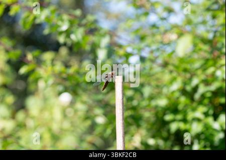 Chaser dal corpo ampio, Libellula depressa, libellula che riposa su un bastone in un giorno di giugno soleggiato Foto Stock