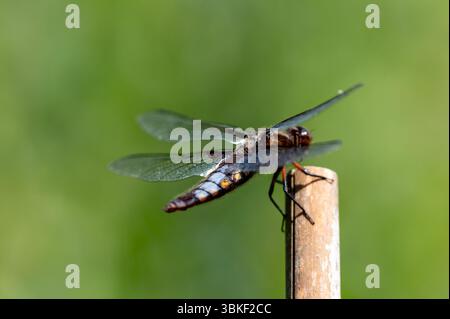 Primo piano della libellula depressa Chaser dal corpo ampio, che riposa su un bastone in una soleggiata giornata di giugno Foto Stock