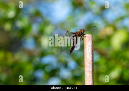 Chaser dal corpo ampio, Libellula depressa, libellula che riposa su un bastone in un giorno di giugno soleggiato Foto Stock