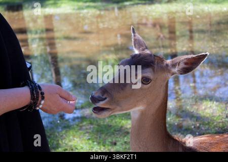 Mano femminile che offre cibo a un giovane fawn. Animale nel suo habitat naturale. Donna e cervi sullo sfondo di un lago forestale. Parcheggio gratuito e trusti Foto Stock