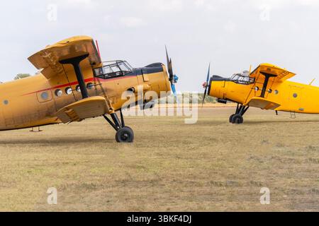Due biplani gialli di un vecchio aereo da trasporto sovietico AN-2, uno di fronte all'altro su un campo di aviazione erboso Foto Stock