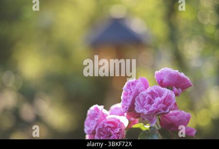 Rose (Rosa), rosa, rosa, di fronte alla casa degli uccelli, al giardino, Stoccarda, Baden-Wuerttemberg, Germania, Europa Foto Stock