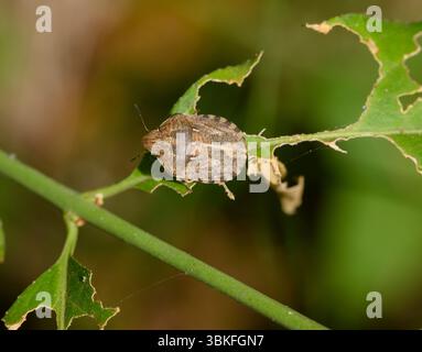 Eurygaster maura, o tartaruga insetto, un vero insetto o insetto con scudo appartenente alla famiglia Scutelleridae, Toscana, Italia Foto Stock