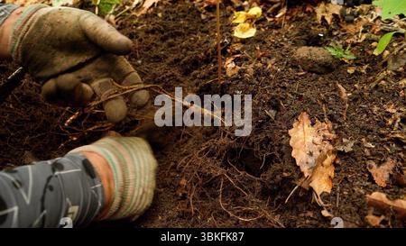 Primo piano di agricoltori che scavano ginseng nella foresta, nel nord-est della Cina Foto Stock