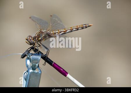 "Macro Fotografia di una libellula appollaiata su un oggetto metallico, che mette in evidenza intricati motivi alari e struttura dettagliata della carrozzeria - insetto a fuoco nitido p Foto Stock