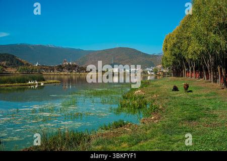 Due mucche scure pascolano pacificamente sull'erba verde lussureggiante di un pascolo sul lago in uno splendido paesaggio montano. Foto Stock