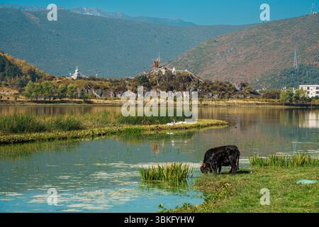 Una mucca scura pascolano pacificamente sull'erba verde lussureggiante di un pascolo sul lago in uno splendido paesaggio montano. Foto Stock