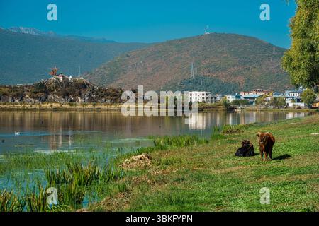 Due mucche scure pascolano pacificamente sull'erba verde lussureggiante di un pascolo sul lago in uno splendido paesaggio montano. Foto Stock