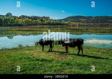 Due mucche scure pascolano pacificamente sull'erba verde lussureggiante di un pascolo sul lago in uno splendido paesaggio montano. Foto Stock