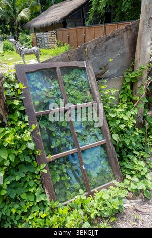 Finestra con le viti che crescono sopra. La finestra è rotta e ha una tinta verde Foto Stock