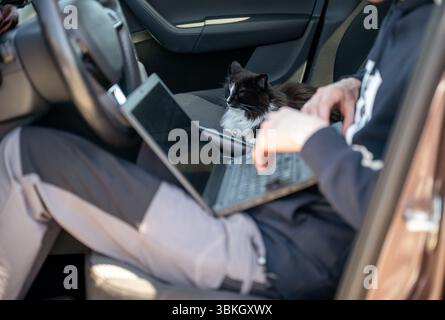 L'uomo che lavora su un computer portatile all'interno dell'auto con un gatto nero si rilassa sul sedile del passeggero, concetto di lavoro a distanza Foto Stock