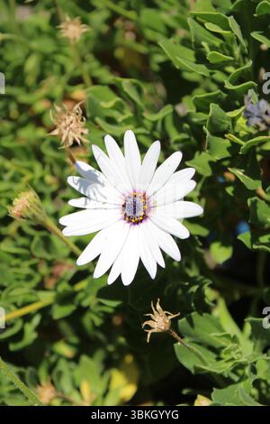 Cespuglio arbustivo, margherite africana, Dimorphothèque arbustive, Dimorfoteca arbustiva - Dimorphotheca fruticosa - Asteraceae Foto Stock