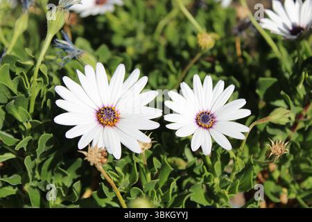 Cespuglio arbustivo, margherite africana, Dimorphothèque arbustive, Dimorfoteca arbustiva - Dimorphotheca fruticosa - Asteraceae Foto Stock