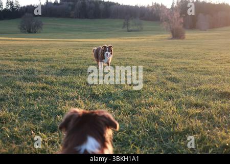Due cani giocano in un campo Foto Stock