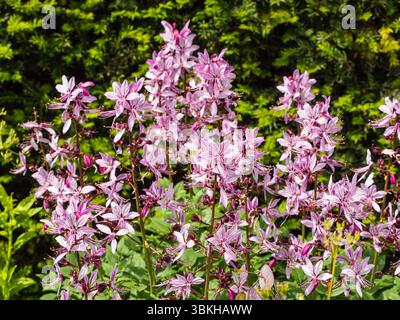 Fiori di Mauve nelle teste della fioritura estiva aromatica lievitata perenne Dittany, Dictamnus albus var purpurea Foto Stock