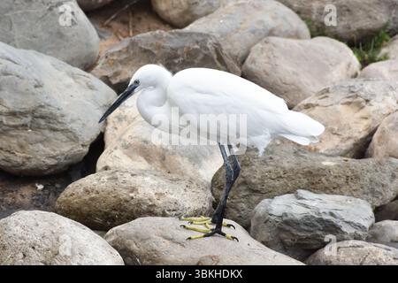 La piccola egretta Egretta garzetta uccello acquatico di airone bianco in ambiente naturale Foto Stock