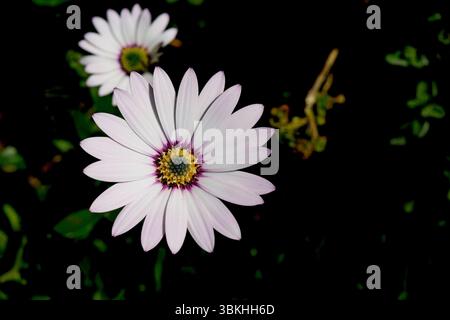 Osteospermum Akila, occhio bianco viola, margherita africana Foto Stock