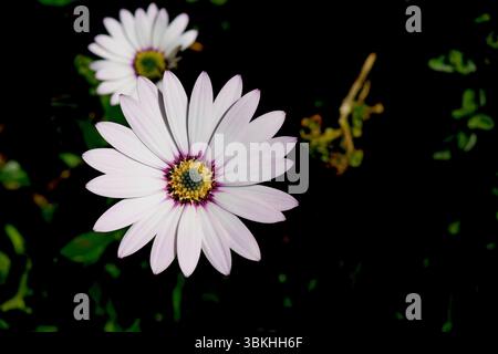 Osteospermum Akila, occhio bianco viola, margherita africana Foto Stock