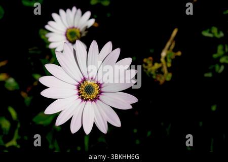 Osteospermum Akila, occhio bianco viola, margherita africana Foto Stock