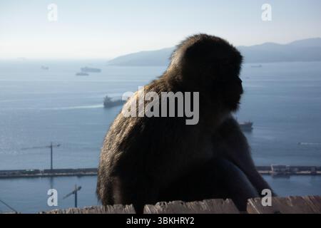 Vista della sagoma di un macaco barbario contro un cielo blu, Gibilterra nell'inverno 2023 Foto Stock