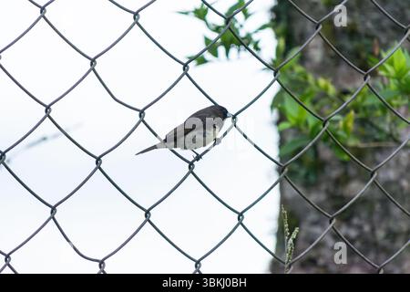 Un saltatore dalla gola buffa (Saltator maximus) si trova tranquillamente su una recinzione a rete metallica, mescolando natura e strutture umane in un ambiente rurale Foto Stock