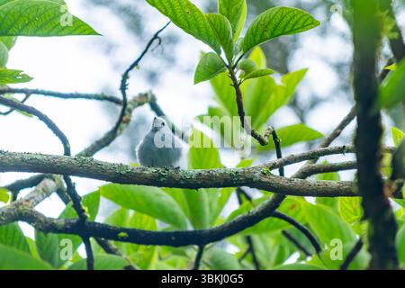 Primo piano verticale di un Tanager grigio blu (Thraupis episcopus) che mangia banane in una foresta tropicale. Appollaiato su rami muschiati con colori vivaci e naturali Foto Stock