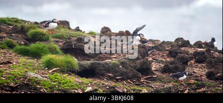 Colonia di pulcinelle di Puffin Island, vista da Elliston Point sulla penisola di Bonavista, Terranova. Foto Stock