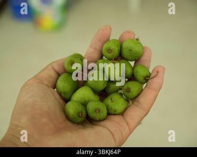Piccolo kiwi selvatico nel nord-est della Cina. Foto di alta qualità Foto Stock