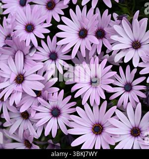 Fiori primaverili rosa di Osteospermum o margherita africana la Seyne-sur-Mer, Francia aprile Foto Stock