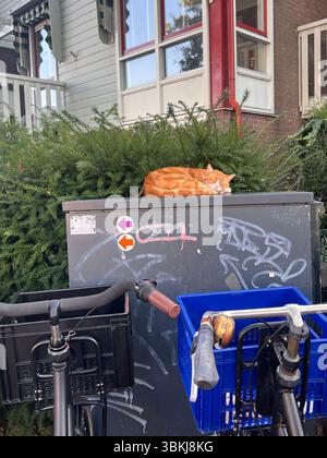 Un intimo gatto arancione suona tranquillamente su una scatola elettrica circondata da lussureggiante vegetazione, circondata da biciclette e ricoperta di graffiti. Foto Stock