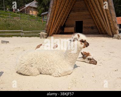 Diversi alpaca giacciono pacificamente su un campo erboso, la loro morbida lana cattura la luce del sole. Circondati da spazi aperti e dolci colline, riposano tranquillamente, Foto Stock