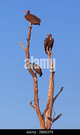 Tre avvoltoi con volto a terra (Torgos tracheliotos) nel Delta dell'Okavango - Botswana Foto Stock