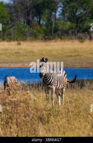 Una Zebra delle Pianure (Equus quagga) sulle praterie del Delta dell'Okavango, un sito patrimonio dell'umanità dell'UNESCO, il Botswana Foto Stock