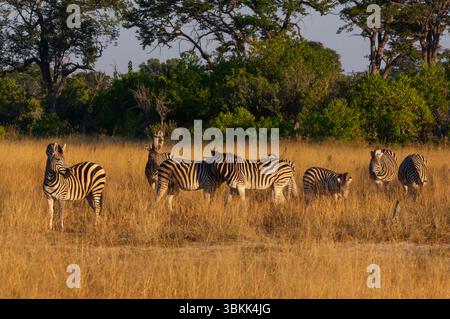 Un branco di Zebre delle pianure (Equus quagga) nel Delta dell'Okavango, un sito patrimonio dell'umanità dell'UNESCO, il Botswana Foto Stock