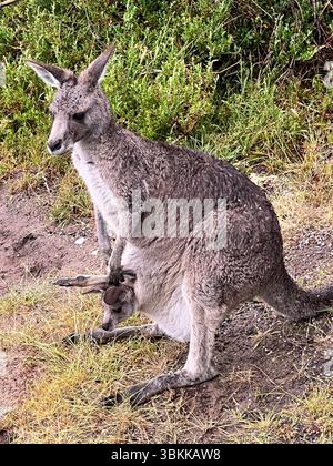 Un canguro grigio orientale con una Joey nella sua custodia situata in un ambiente di Bush a Victoria, Australia. Foto Stock