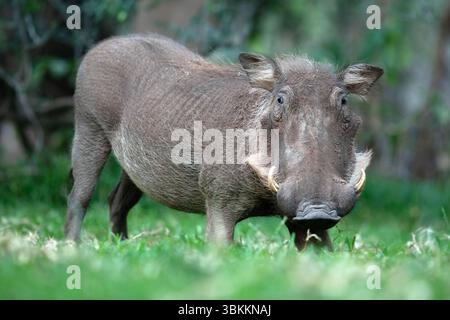 Un warthog maschile solitario pascolava sull'erba verde di sera. Foto Stock