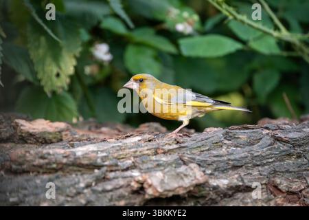 Greenfinch europeo, Chloris chloris Foto Stock