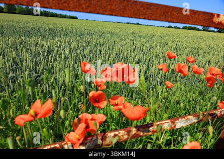 I papaveri che crescono sul bordo di un campo di grano all'angolo tra New Lane e Gorst Lane vicino a Burscough nel Lancashire sono incorniciati dalla recinzione di ferro. Foto Stock
