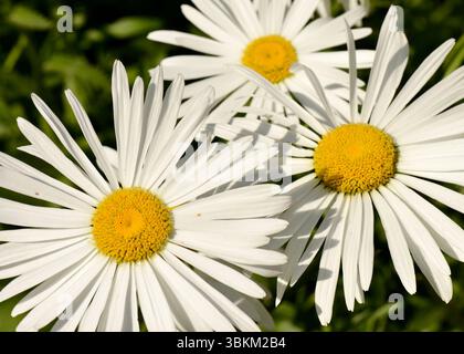Leucanthemum Maximum Ramond ex DC. Crisanthemum max, margherita gigante in piena fioritura con caratteristici petali bianchi e centri gialli Foto Stock