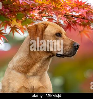 Yellow labrador retriever seduto in acer giapponese lascia Foto Stock