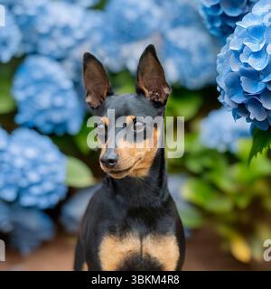 Pinscher in miniatura seduto in fiori di Giacinto blu Foto Stock