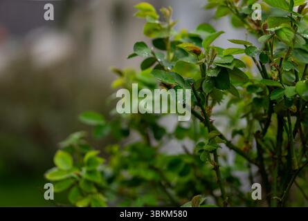 Un primo piano di molte foglie di verde scuro di un cespuglio di rose, riccamente decorato con scintillanti gocce d'acqua. Foto Stock