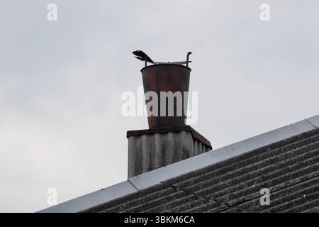 Due cormorani riposano in cima a un camino arrugginito d'epoca situato su un tetto in ferro ondulato, evocando un senso di quiete rurale e habitat naturale Foto Stock
