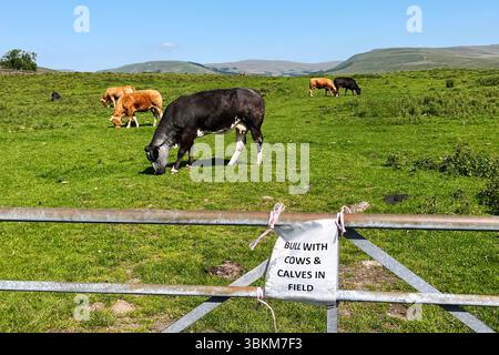 Cartello segnaletico per gli escursionisti; Hazard  Bull con mucche e vitelli Limousine nel campo. Hawes, Richmondhsire, Regno Unito Foto Stock
