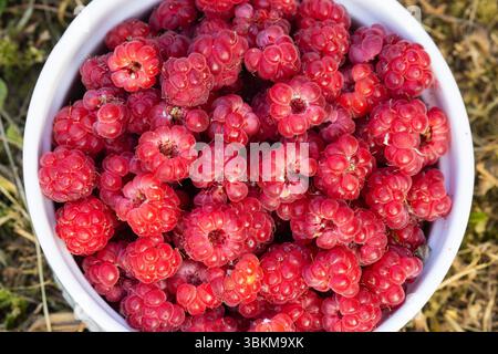 Lamponi appena raccolti in un White Bowl all'aperto Foto Stock