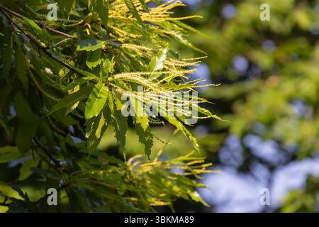 Castagno dolce in fiore (Castanea sativa) Foto Stock