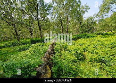 In un bosco collinare del Derbyshire, la fitta salma inizia a coprire un vecchio muro di pietra. Foto Stock