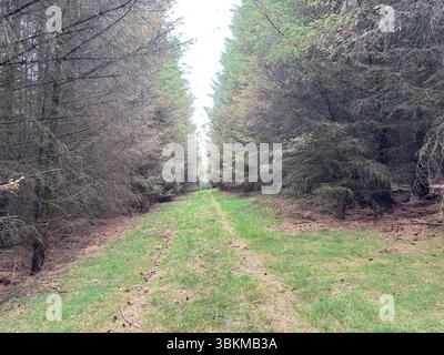 Legno di pino scuro in Scozia: Pini scozzesi torreggianti formano una foresta densa e suggestiva con luce dappata, pavimento tappezzato e tranquillità selvaggia nel bosco. Foto Stock