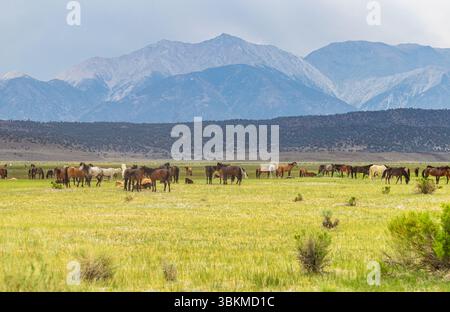 La selvaggia mandria mustang di Adobe Valley che pascolano con le montagne bianche sullo sfondo. Foto Stock