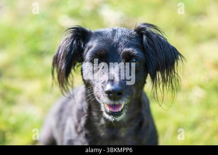 Ritratto di un piccolo, carino cane nero Foto Stock